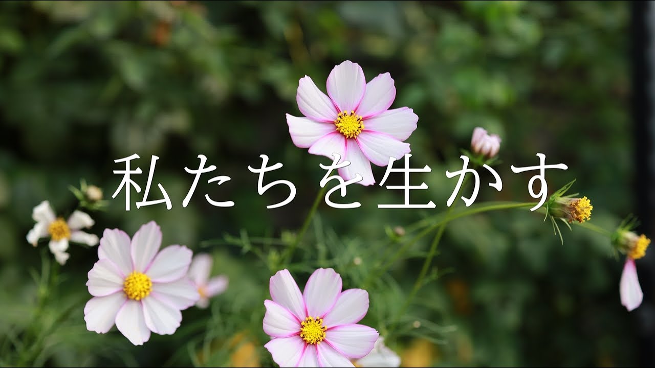 讃美歌21 426「私たちを生かす」多重録音