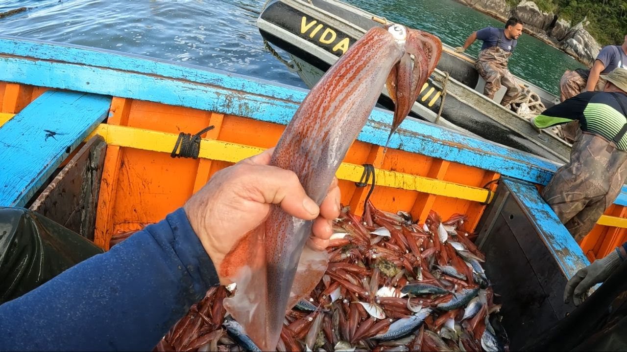PESCARIA DE LULAS GRANDES - Lulas Recheadas com Camarão