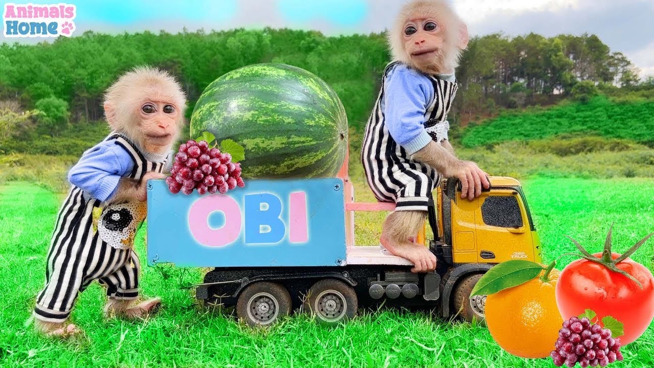 Obi obediently helps dad harvest melons to make delicious yogurt