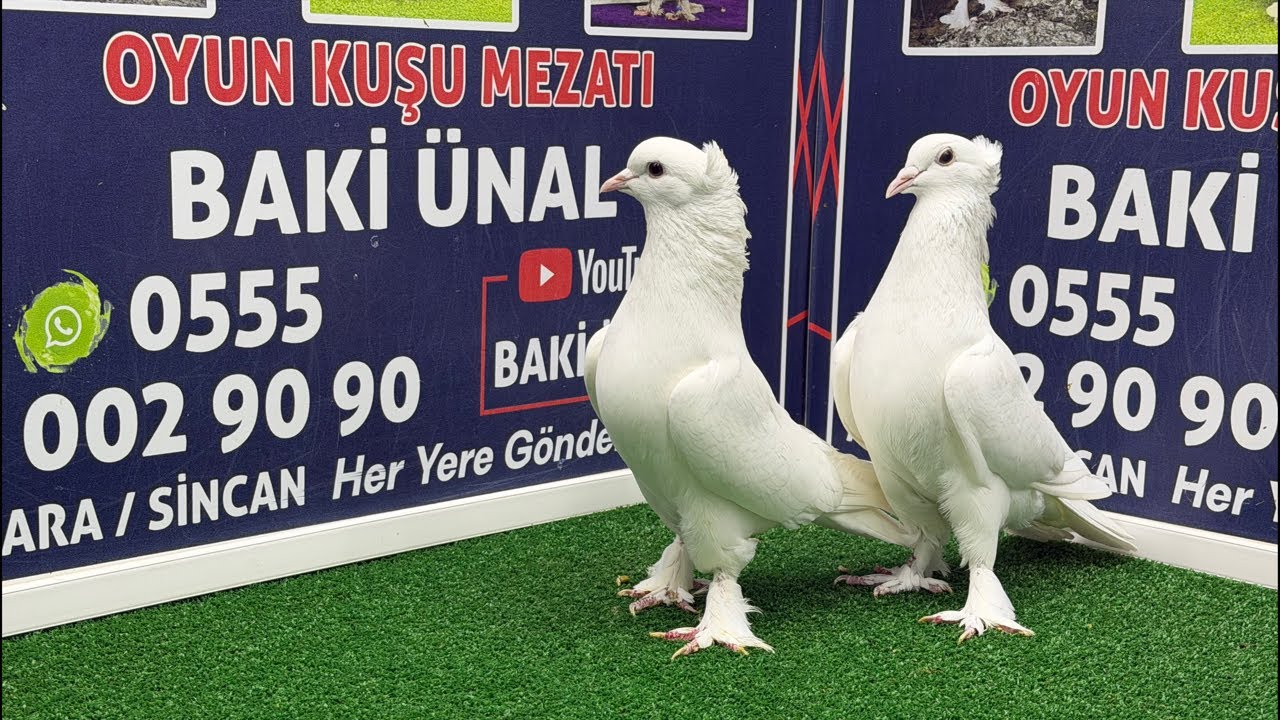 🏆❗👑 Canlı Güvercin Mezatı #Mezat BAKİ ÜNAL 🏆❗👑