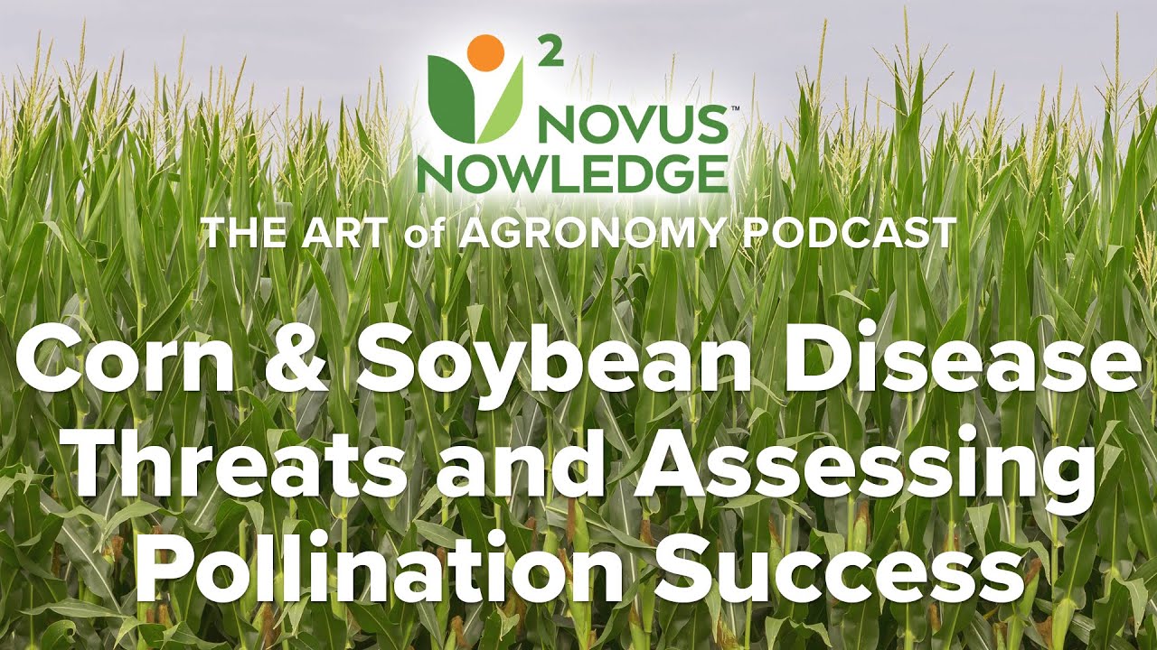 Ep. 7 - Corn and Soybean Disease Threats and Assessing Pollination Success (Audio) | N2 Agronomy