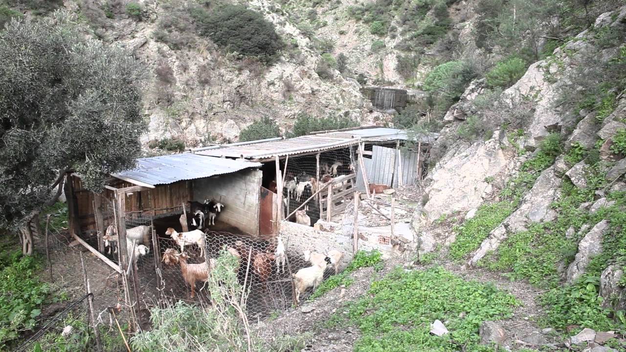 pastori e capre della calabria greca