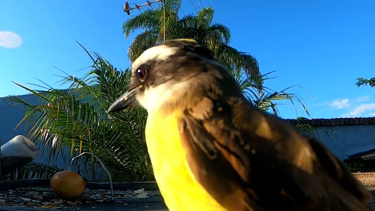 SOLO BENTEVEO, BICHOFUE o PECHO AMARILLO