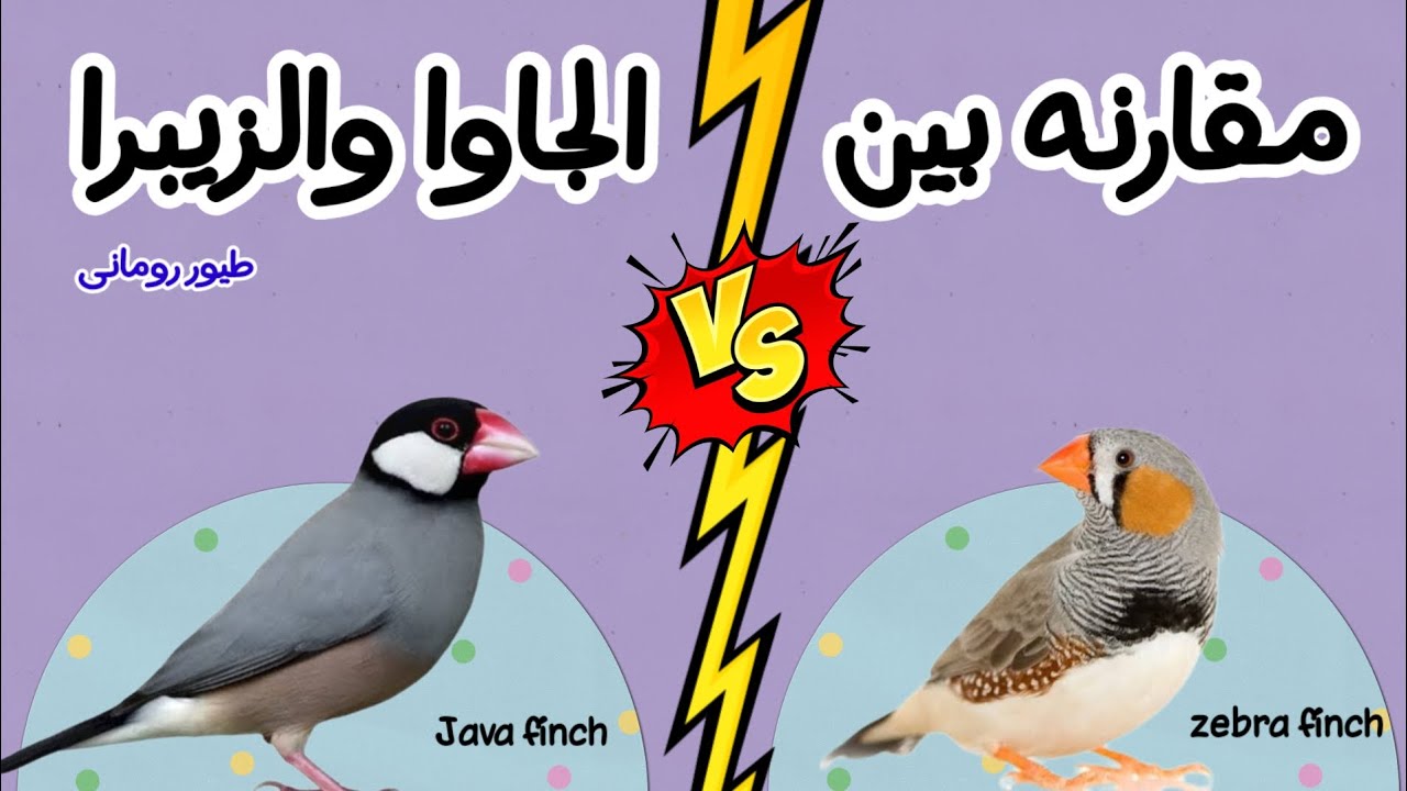 أيهما أفضل زيبرا فينش او جاوا فينش