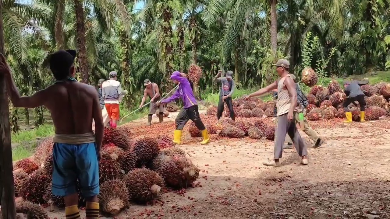 Pekerja ladang sawit @MesaofficeI