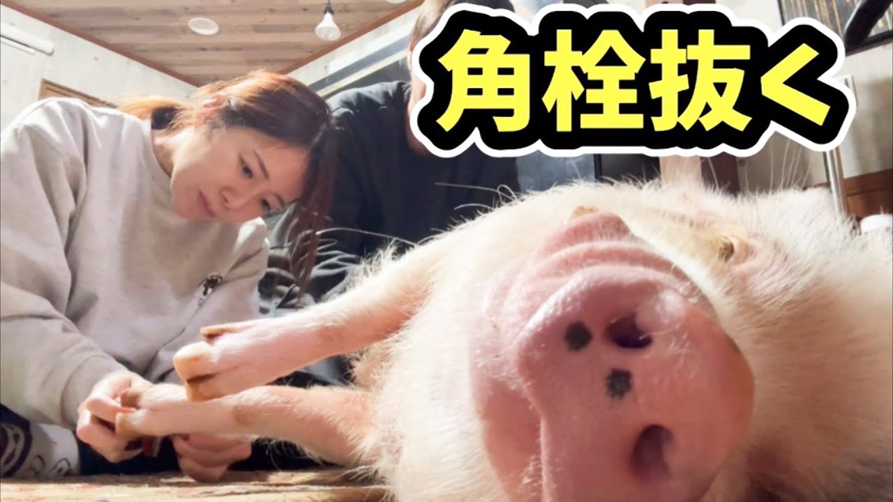 ミニブタの角栓を取ったらすごかった