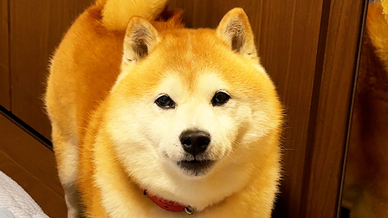 Shibe eagerly tries to communicate in dog language, wanting to meet the stranger outside.