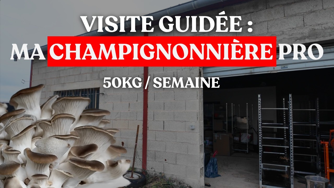 Visite privée : Voici où je fais pousser mes champignons