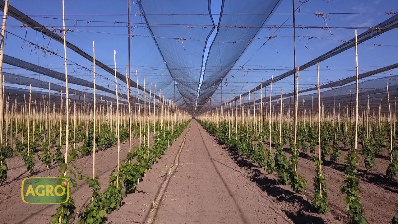 Bodega Santa Julia El mayor productor de vinos orgánicos de Argentina (#923 2021-04-10)