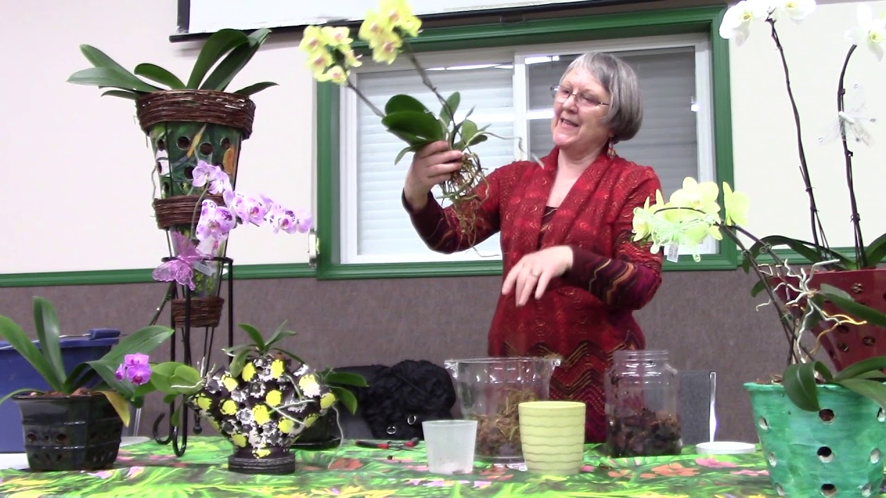 Phalaenopsis Orchid Lecture for Salmon Arm, Garden Club