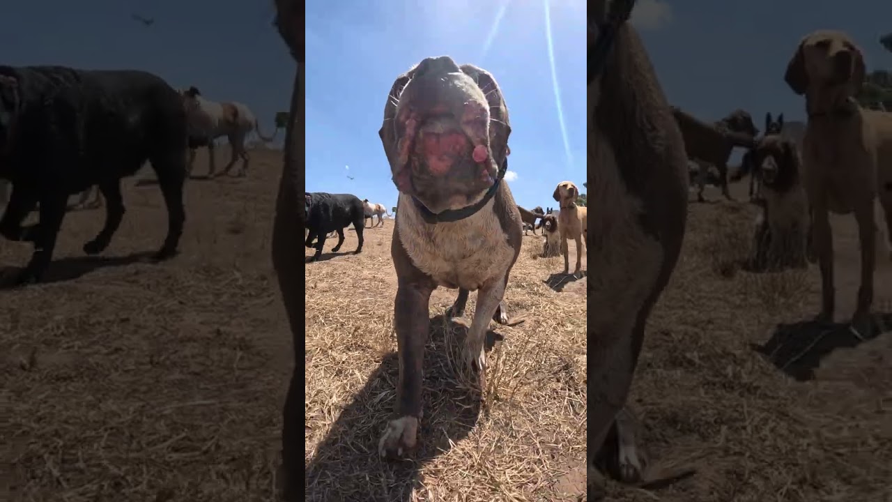 Group Play - Jame Dog Daycation