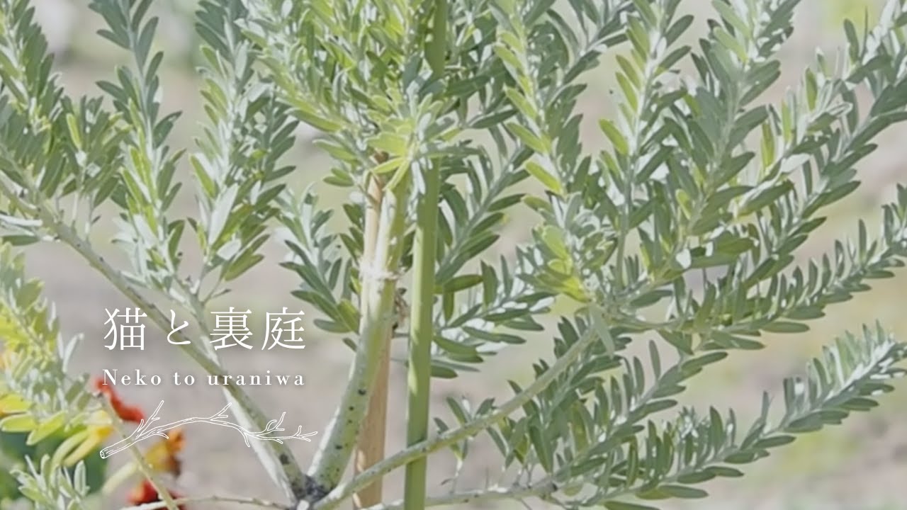 【憧れのアカシア・ブルーブッシュを地植え】土の配合や植え付け時の注意点、剪定などまとめ