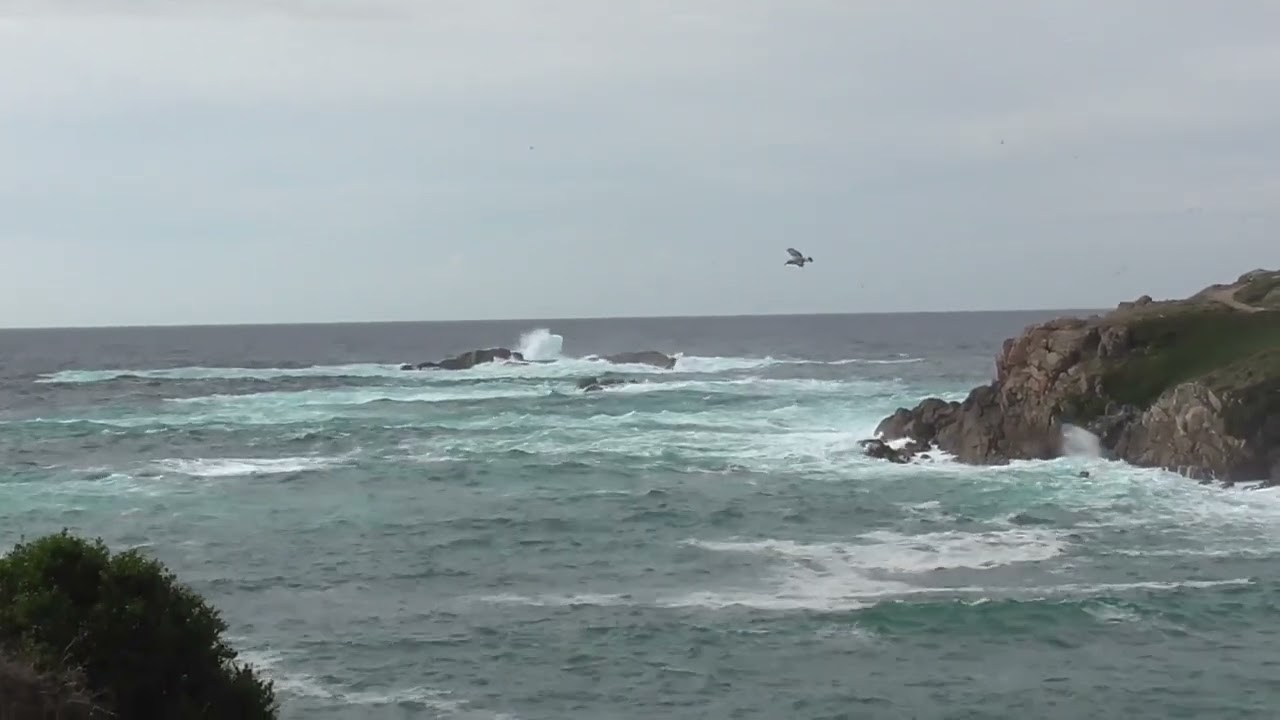MIRADAS DIVERSAS | PAXAROS