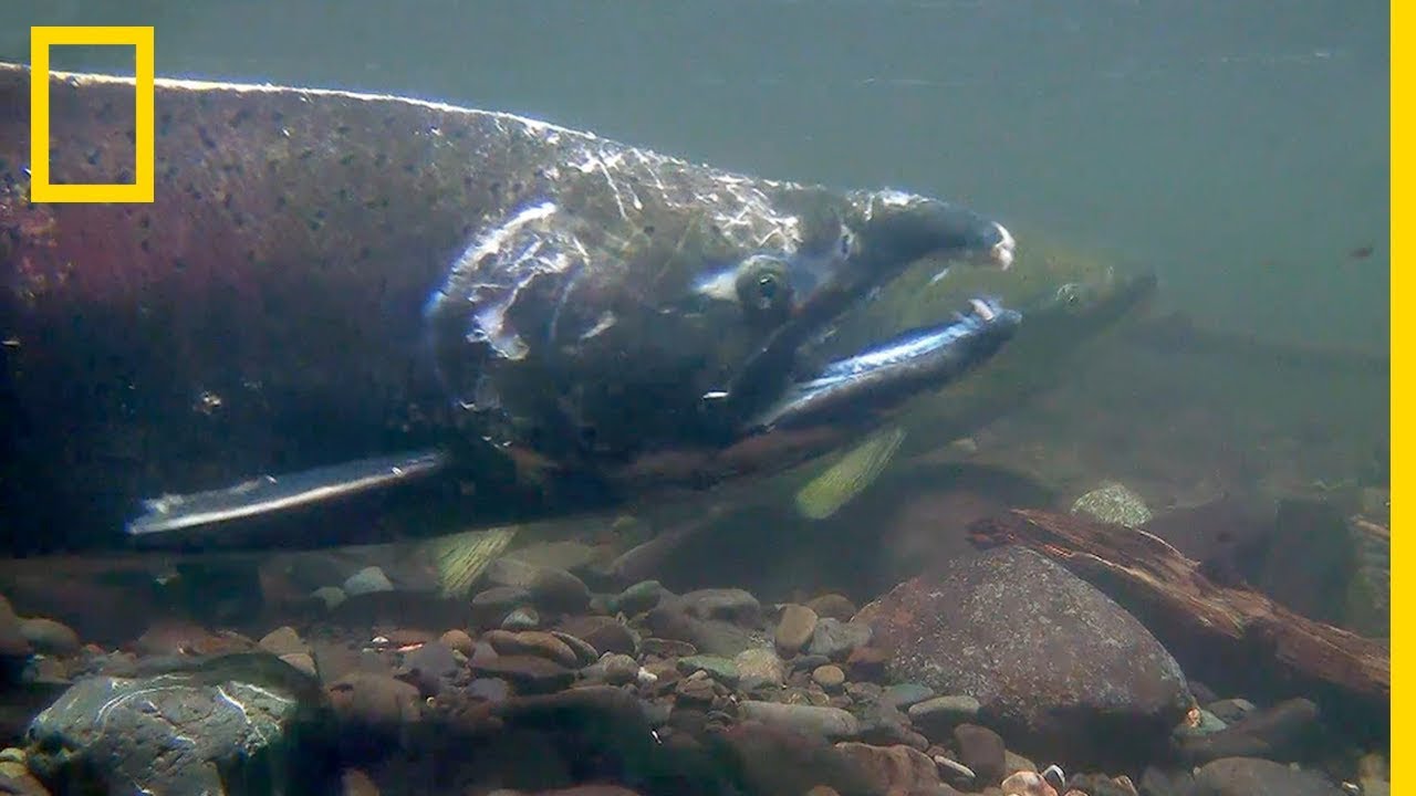 La reproduction des saumons du parc national Olympique