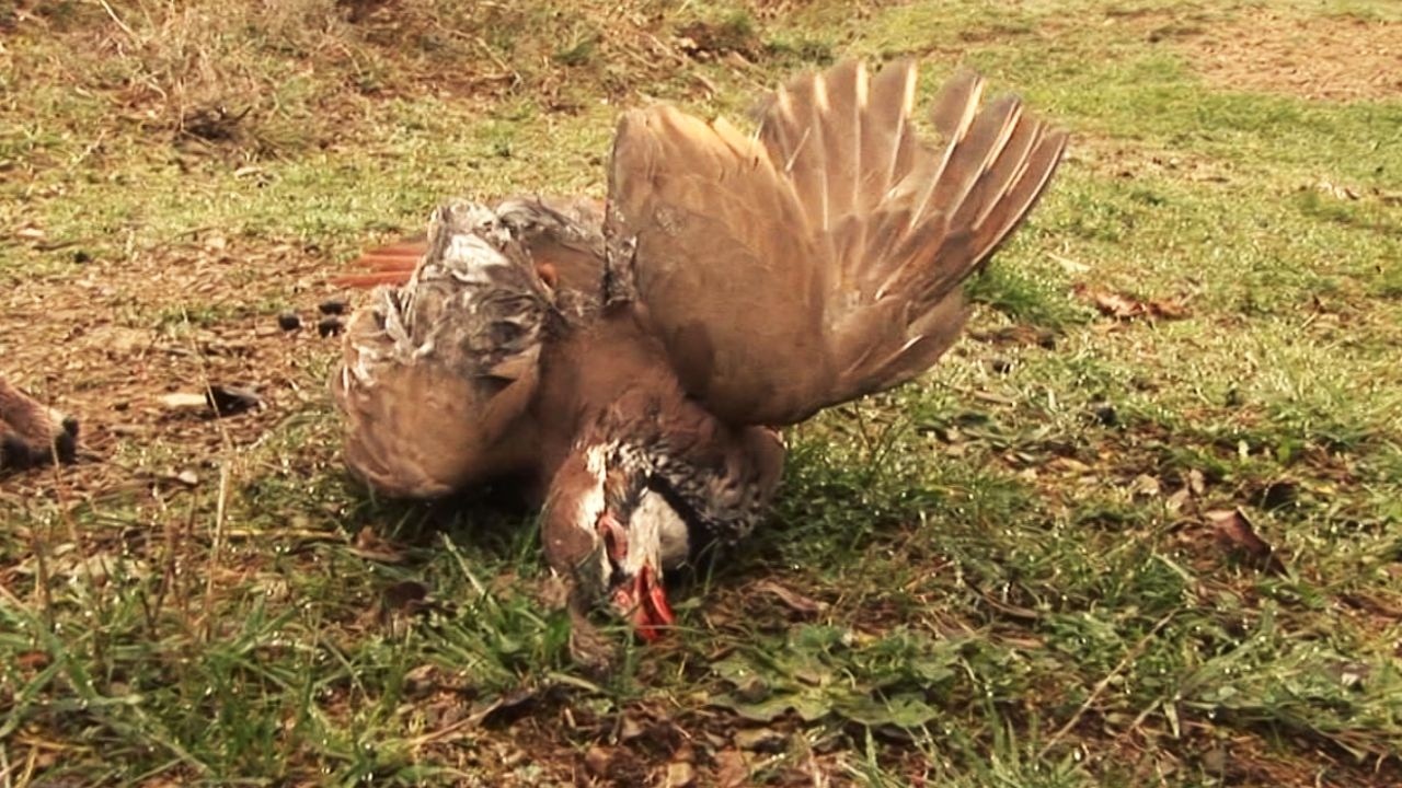 CHASSE AUX PERDREAUX AU CHIEN D&rsquo;ARRET