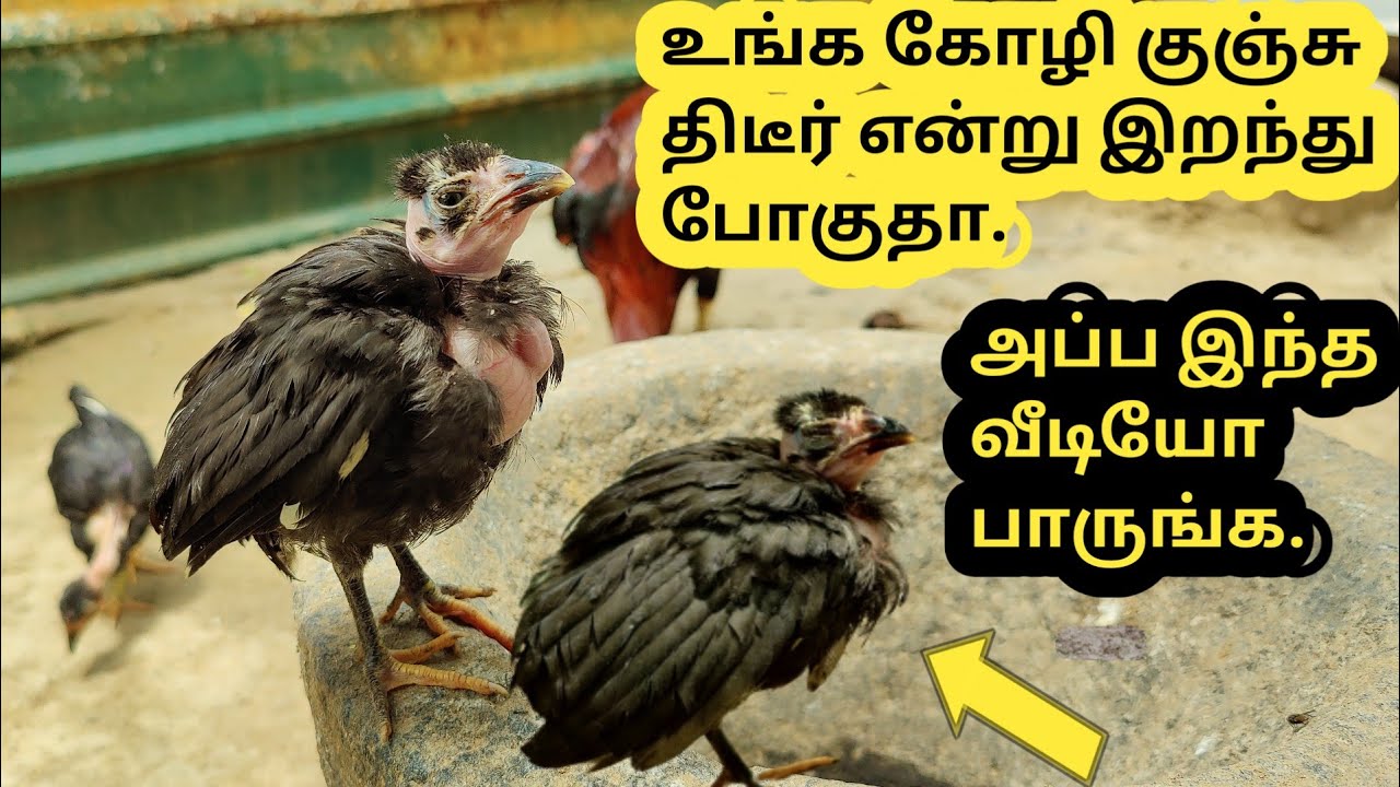 Country chicken chicks disease management |உங்க கோழிக்குஞ்சுகள் இழப்பை தவிர்க்க.