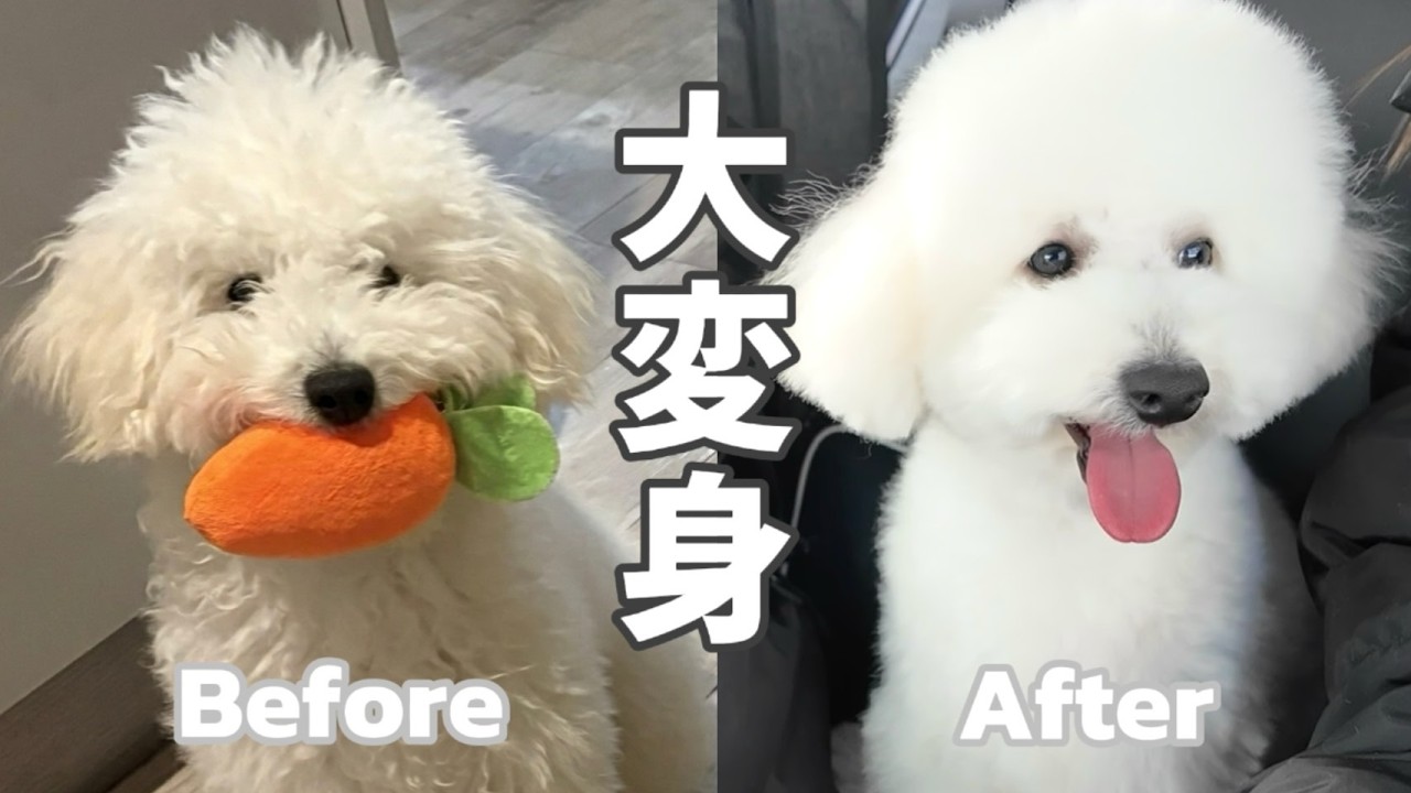 うちの子、別犬になりました。｜トイプードルのトリミング
