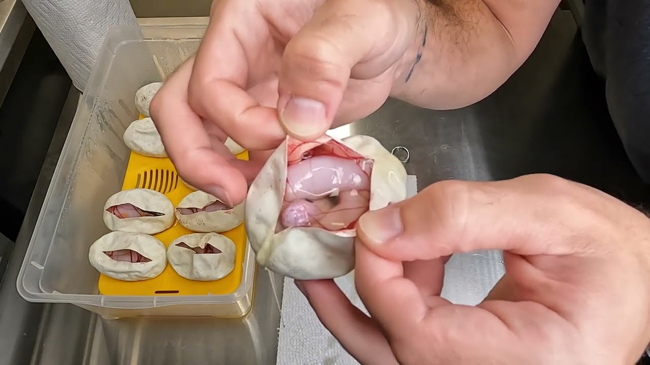 SUPER ORANGE DREAM BALL PYTHON CLUTCH EGG CUTTING