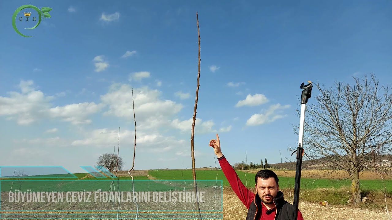 Büyümeyen Ceviz Fidanlarını Geliştirme-Büyütme-Ceviz Ağacı Bakımı-TEPE VURUMU-BURSA/İNEGÖL/AKBAŞLAR