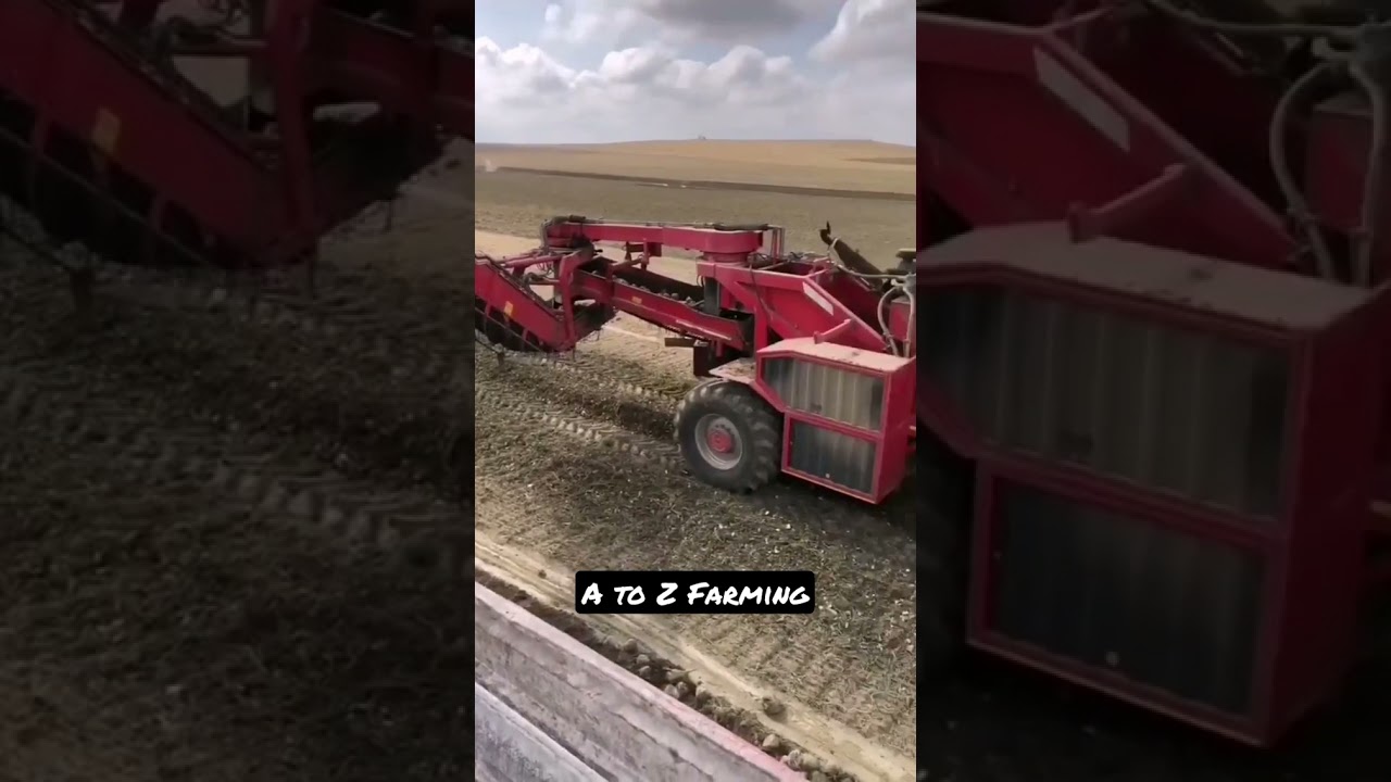 sweet Beet Farming 👍|| Harvest || #Sweetbeet #farming #Harvest #Combine