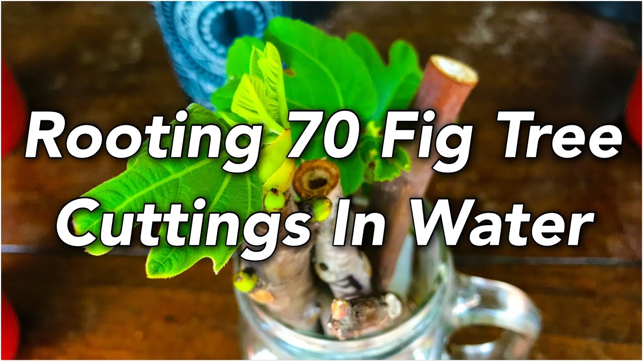 Rooting 70 Fig Tree Cuttings In Water