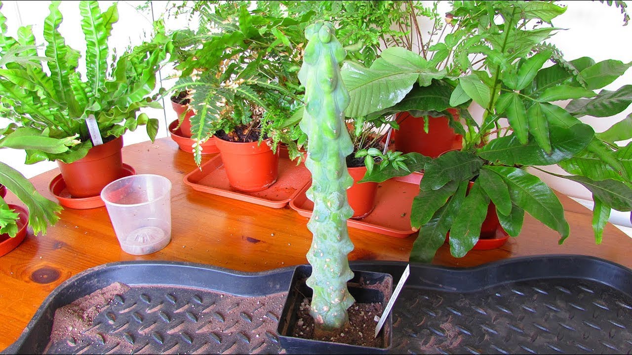 Potting up our new BOOBY CACTUS - Myrtillocactus geometrizans Fukurokuryuzinboku