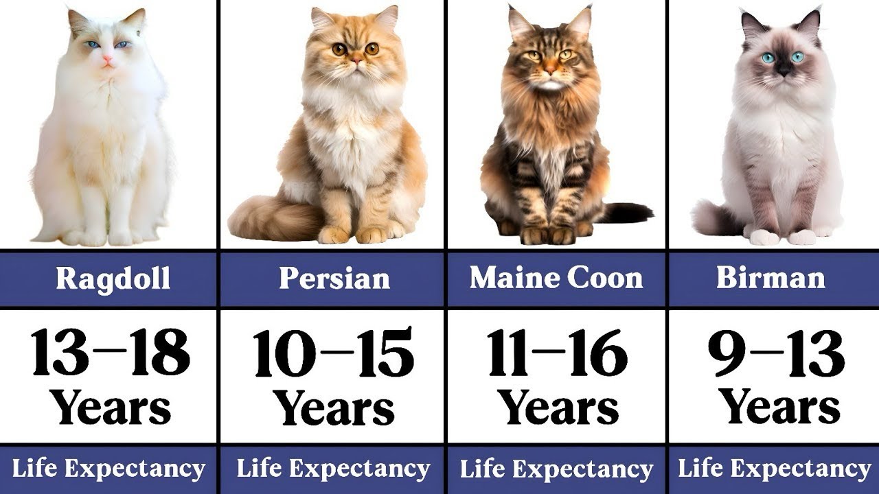 Life Expectancy of Popular Cat Breeds (From Shortest to Longest)