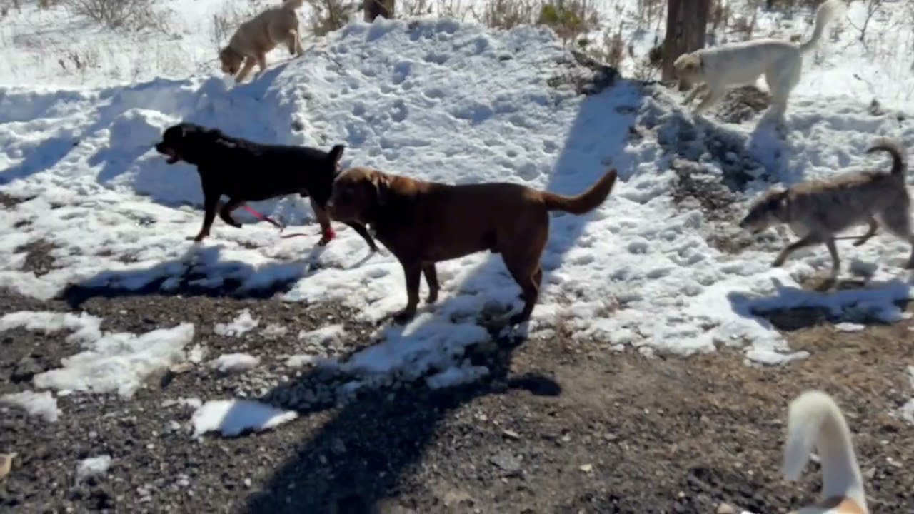 Doggie for Doggie Gold 2/13/26 