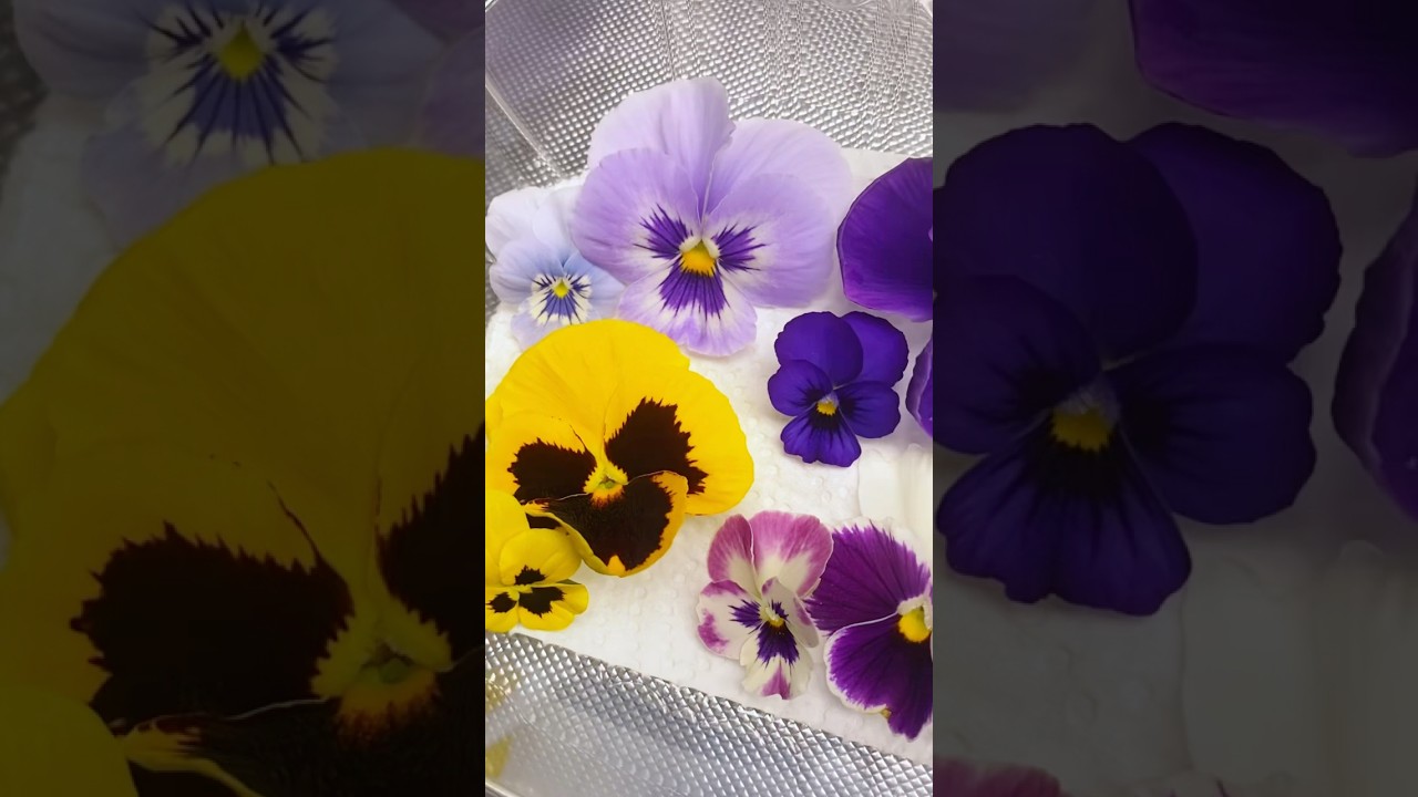 ЛУЧШИЕ 2 съедобных цветка для выпечки. 🧑&zwj;🍳#съедобныерастения #съедобныецветы #съедобноесадоводство