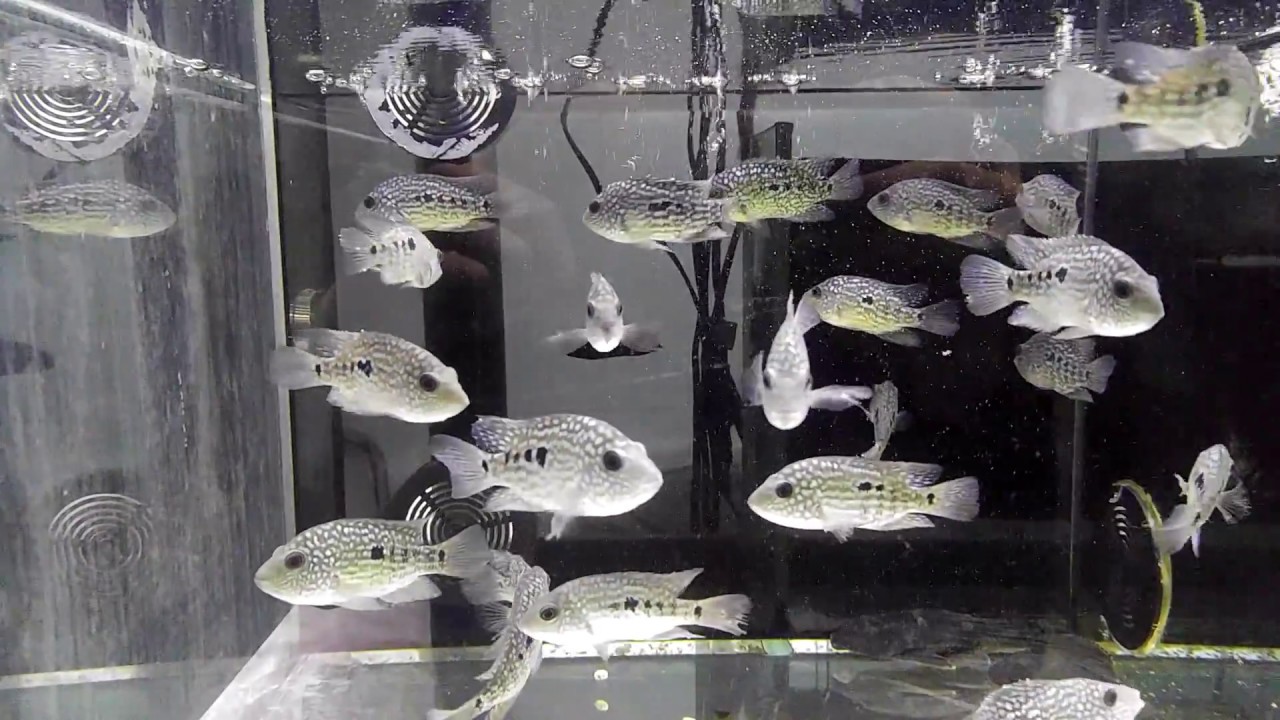 Texas Cichlid Fish Tank (Aquarium)