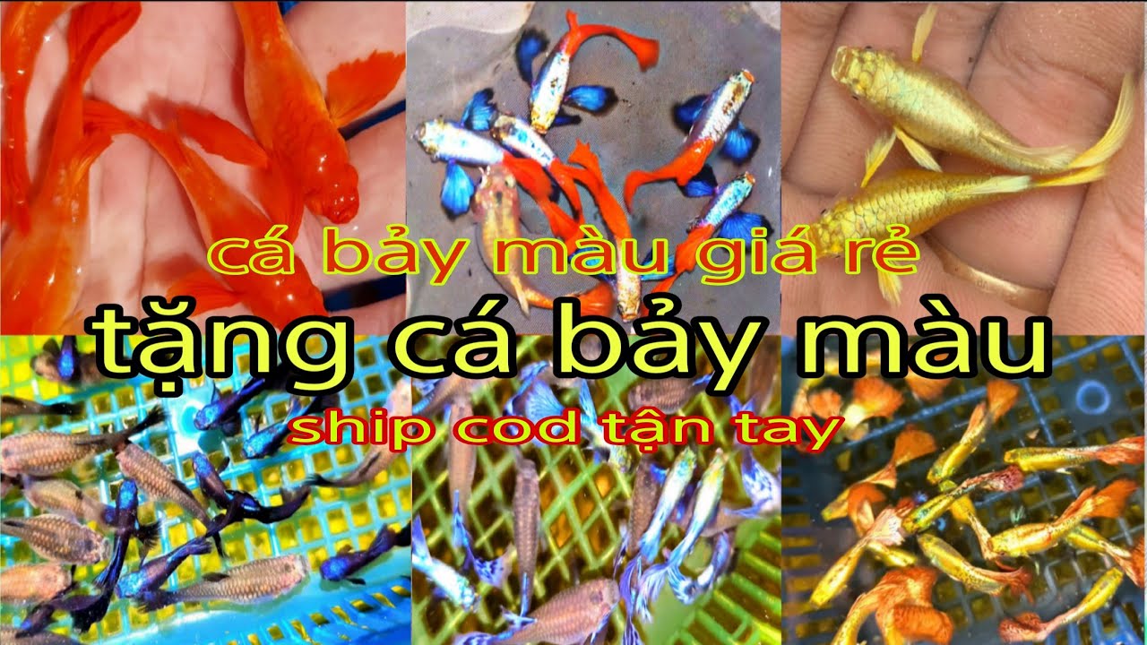 Tặng cá bảy màu giá rẻ đẹp dễ nuôi đầu năm mới 2026 | NVN Guppy 