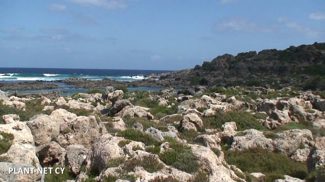 Visit to the Plant Micro-reserve of Phoenix theophrasti habitat type in Western Crete