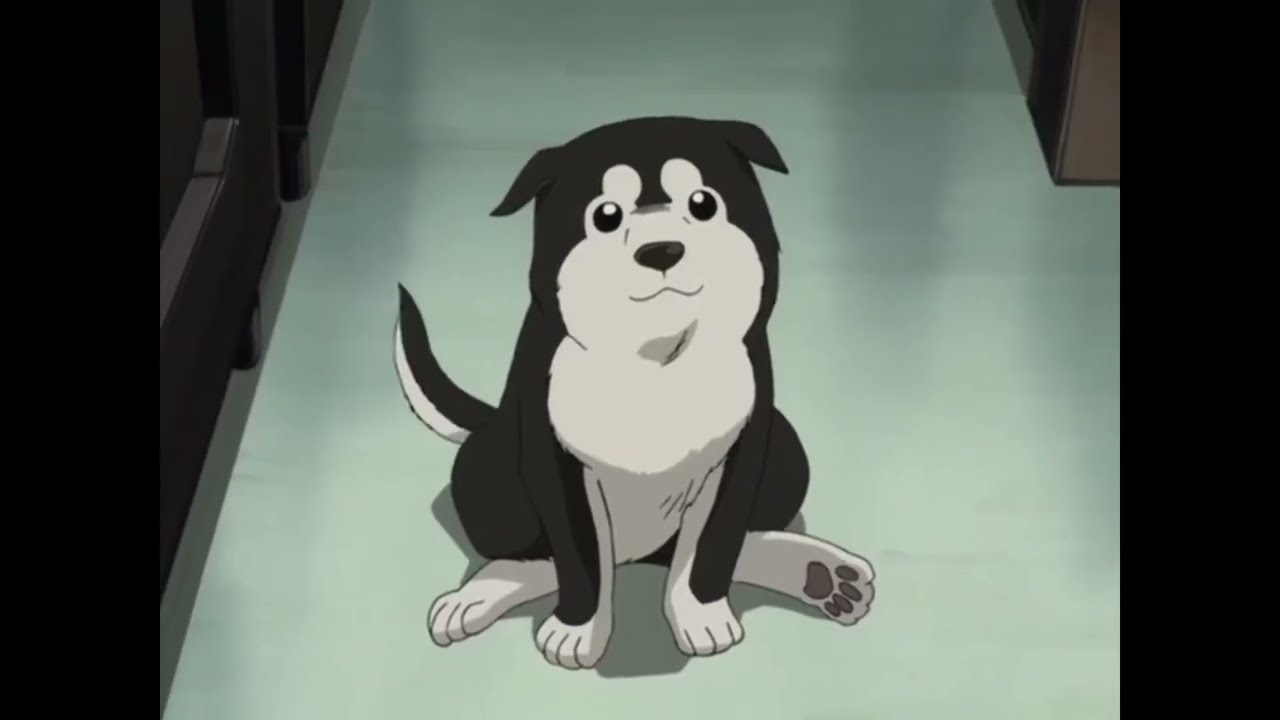 Black Hayate's origin (FMA)
