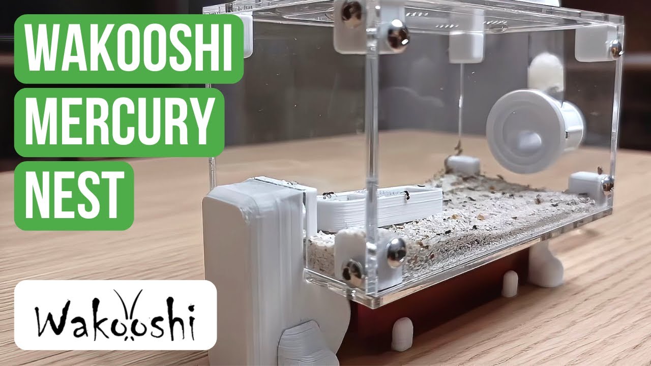 Ant Nest Review: WaKooshi Mercury Nest | BRUMA Ants