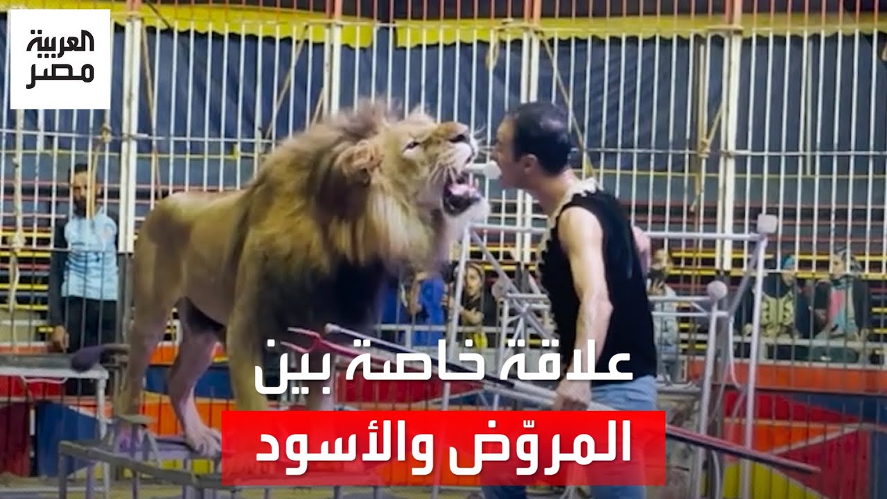 يحتضنها قبل كل عرض وتفهم حديثه.. علاقة خاصة بين "محمد" والأسود المفترسة في السيرك بالإسماعيلية