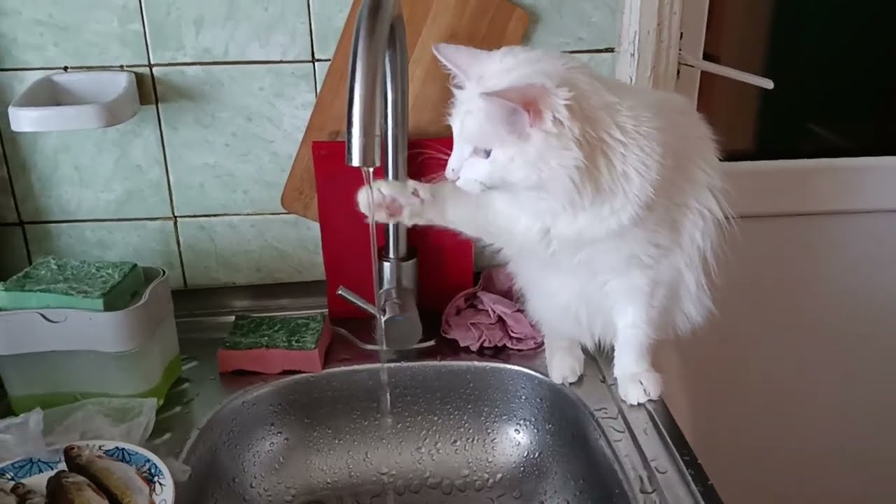 Домашние развлекушки!