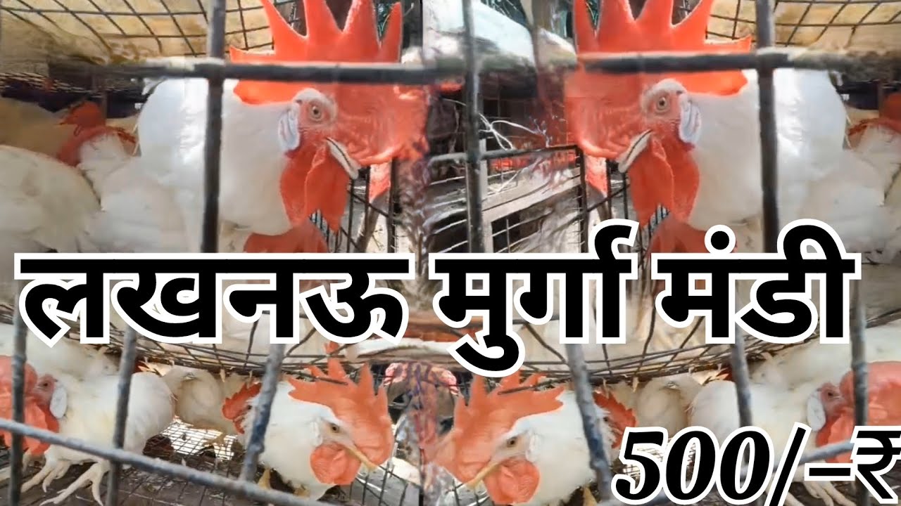 लखनऊ मुर्गा मंडी निम्बू पार्क लखनऊ पैट्स एंड एनिमल्स मार्केट