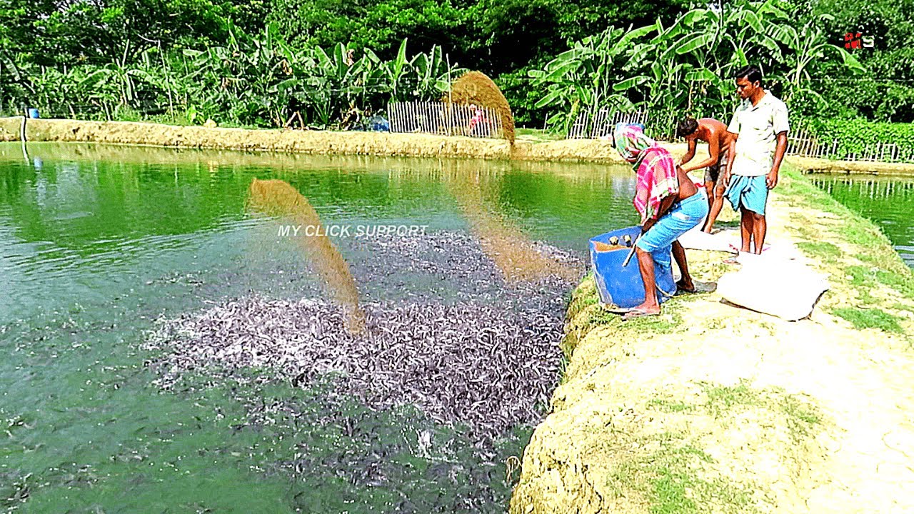 The Right Catfish Pond to Start Fish Farming Business | Freshwater Fish Farming in Ponds