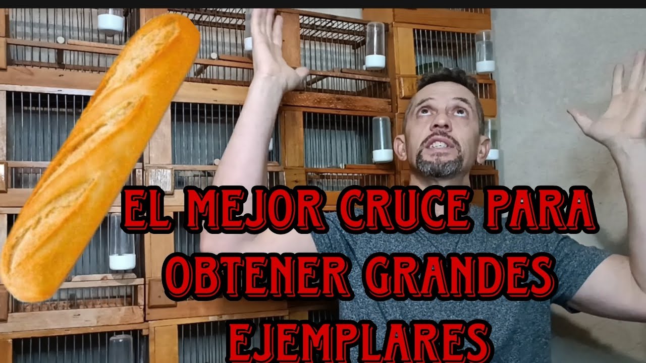 CRUCE para OBTENER GRANDES CANARIOS....💯🎶💚