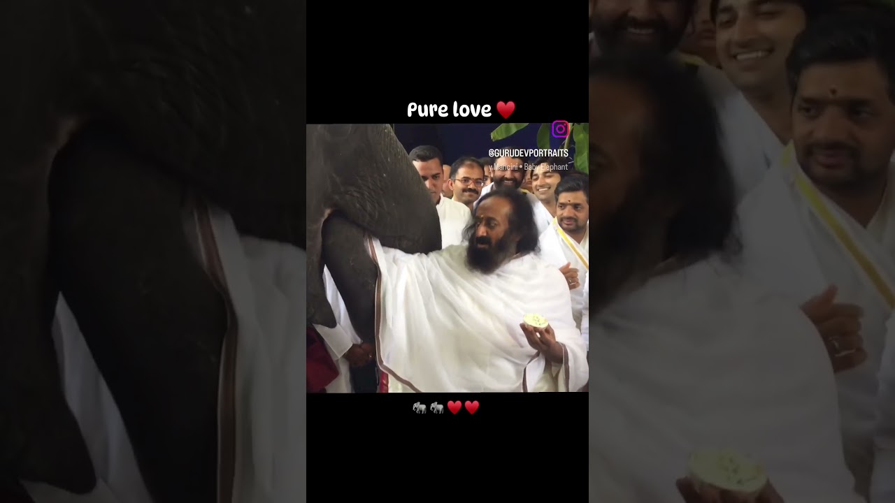 @gurudev Sri Sri Ravi Shankar ji feeding an Elephant 🐘 in the @artofliving-official Bangalore Ashram
