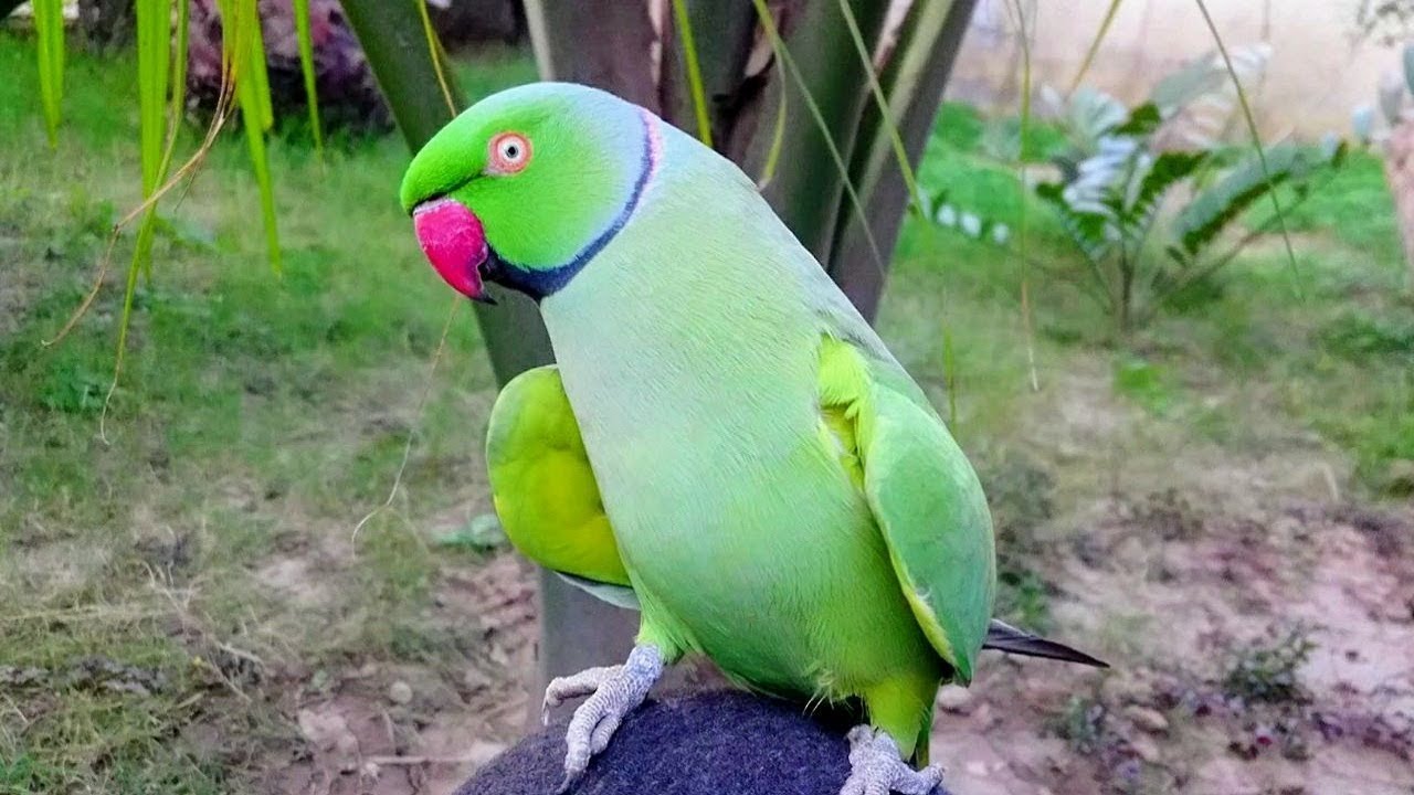 Indian Ringneck Parrot Mating Dance