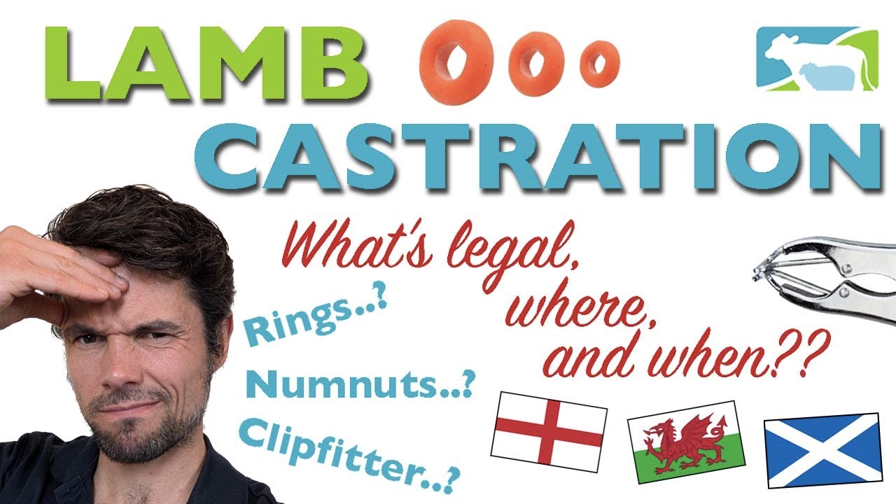 Lamb Castration methods and the Law - Where do the new devices stand?