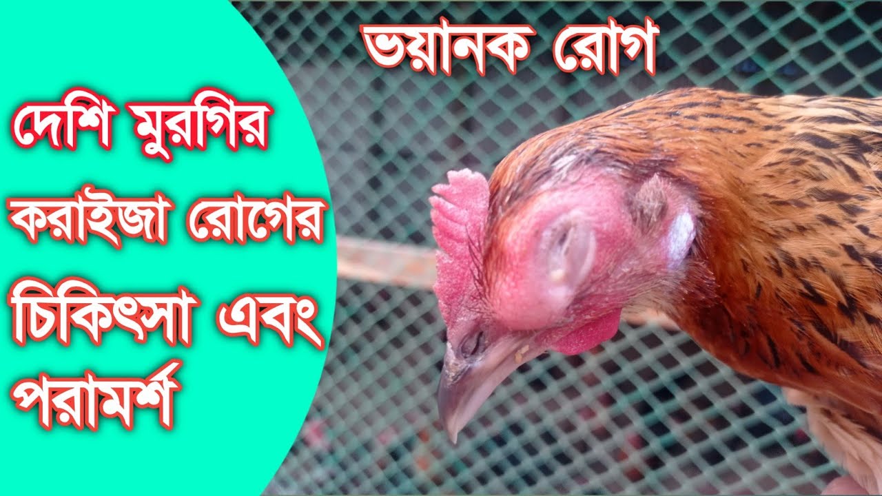দেশি মুরগির চোখ ফুলা করাইজা রোগের লক্ষন এবং চিকিৎসা জানতে ভিডিওটি দেখুন| দেশি মুরগি পালন
