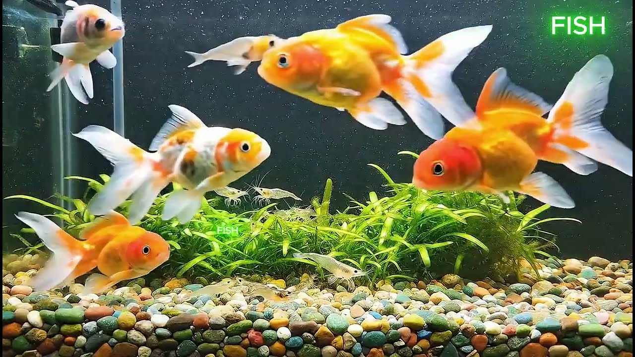 Serene Arowana Aquascape Inside a Sacred Korean T5 Arowana in the Sacred HAPPY NEW YEAR 2026 4K