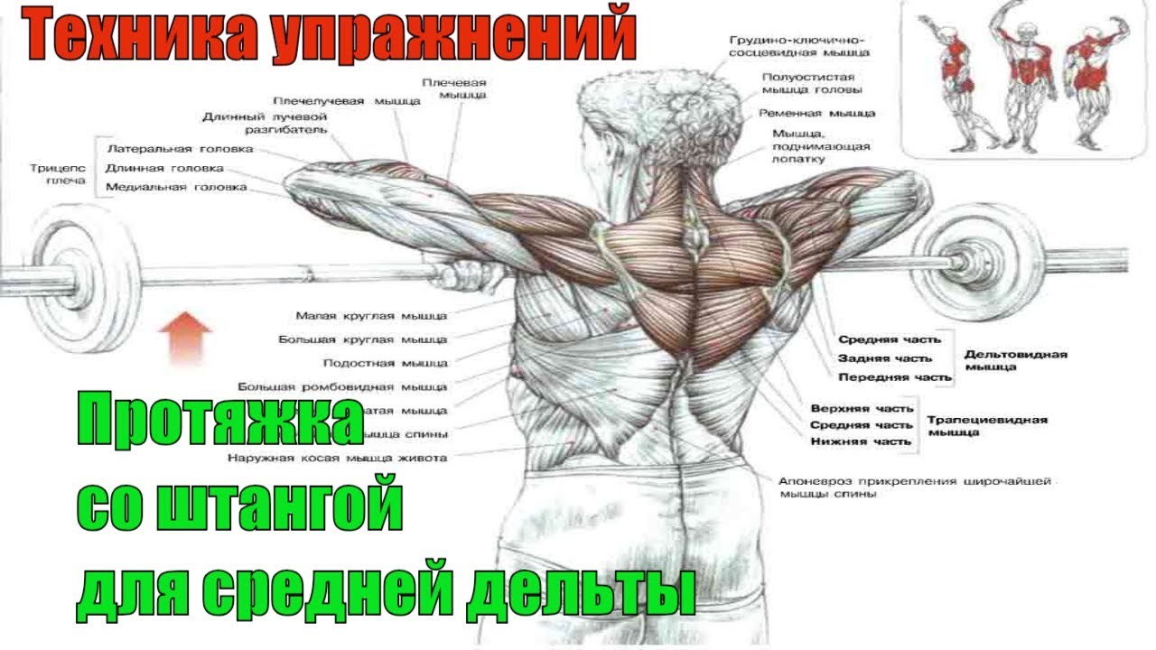 Протяжка со штангой для дельт. Нужна ли Тяга к подбородку