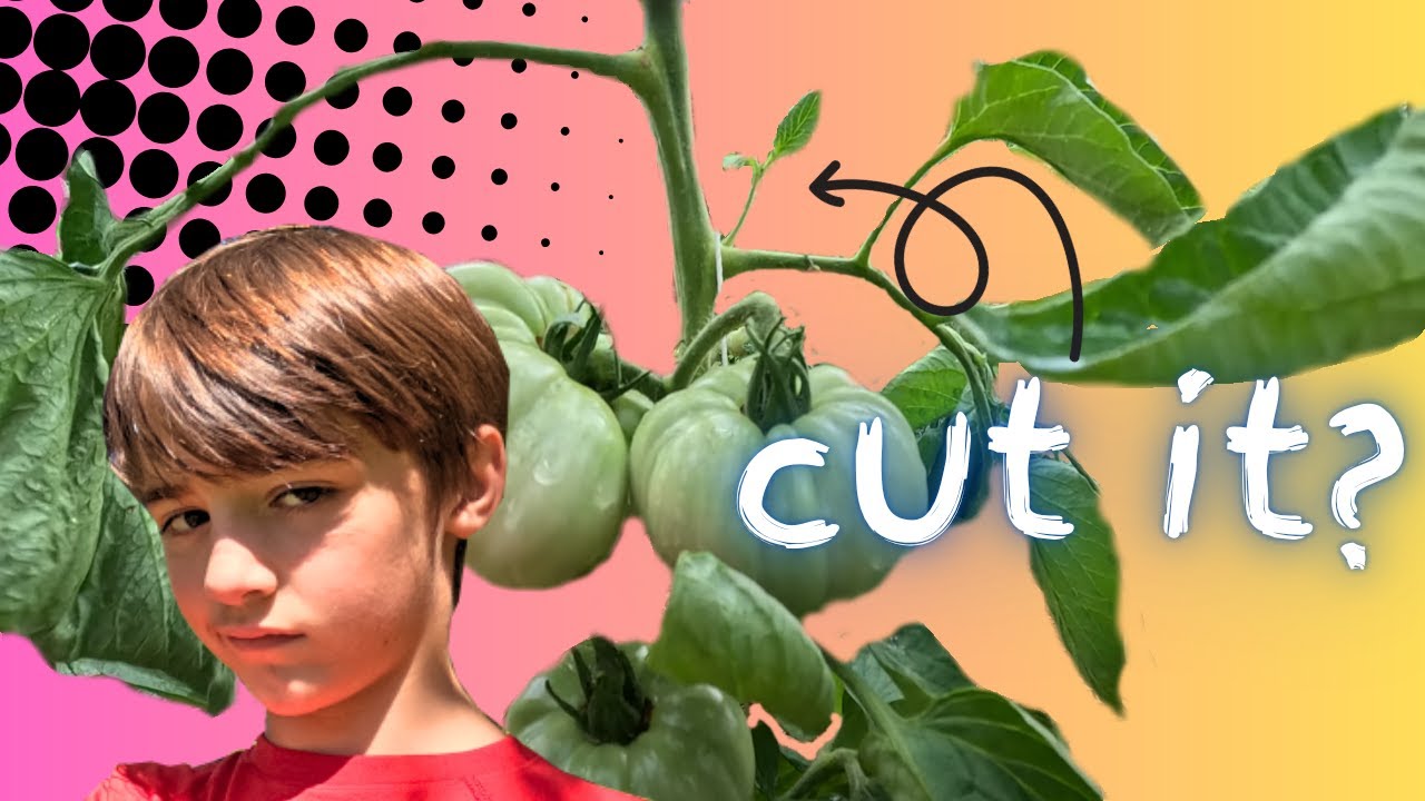 Should You Cut Tomato Suckers? The Truth You NEED to Know!