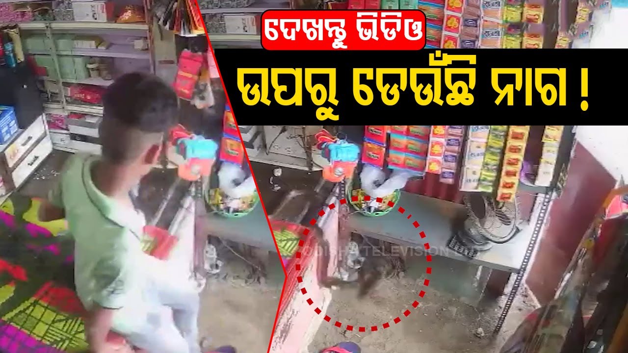 Snake Follows Rat, Jumps Into Betel Shop In Madhya Pradesh