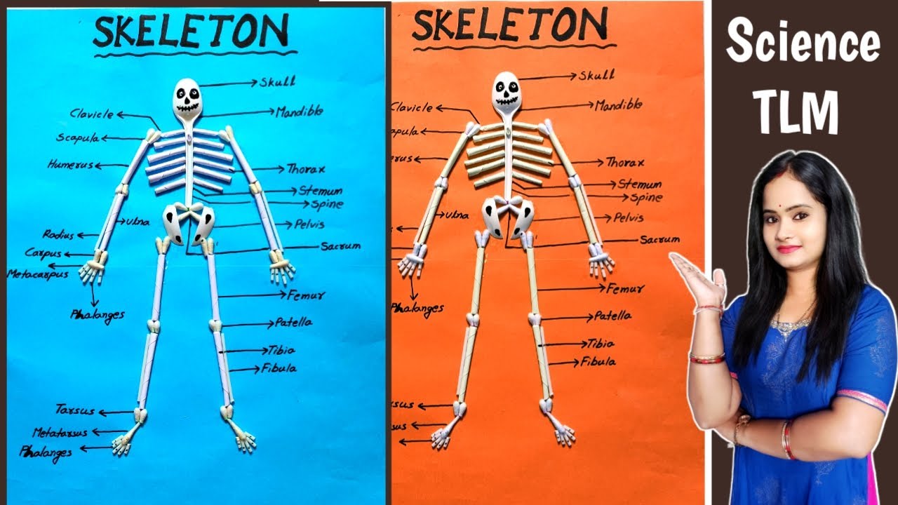 Skeleton Project | How To Make Skeleton Project | Science TLM | School Project |