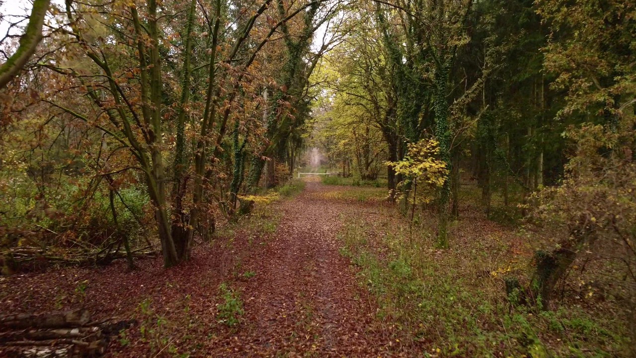 Wald