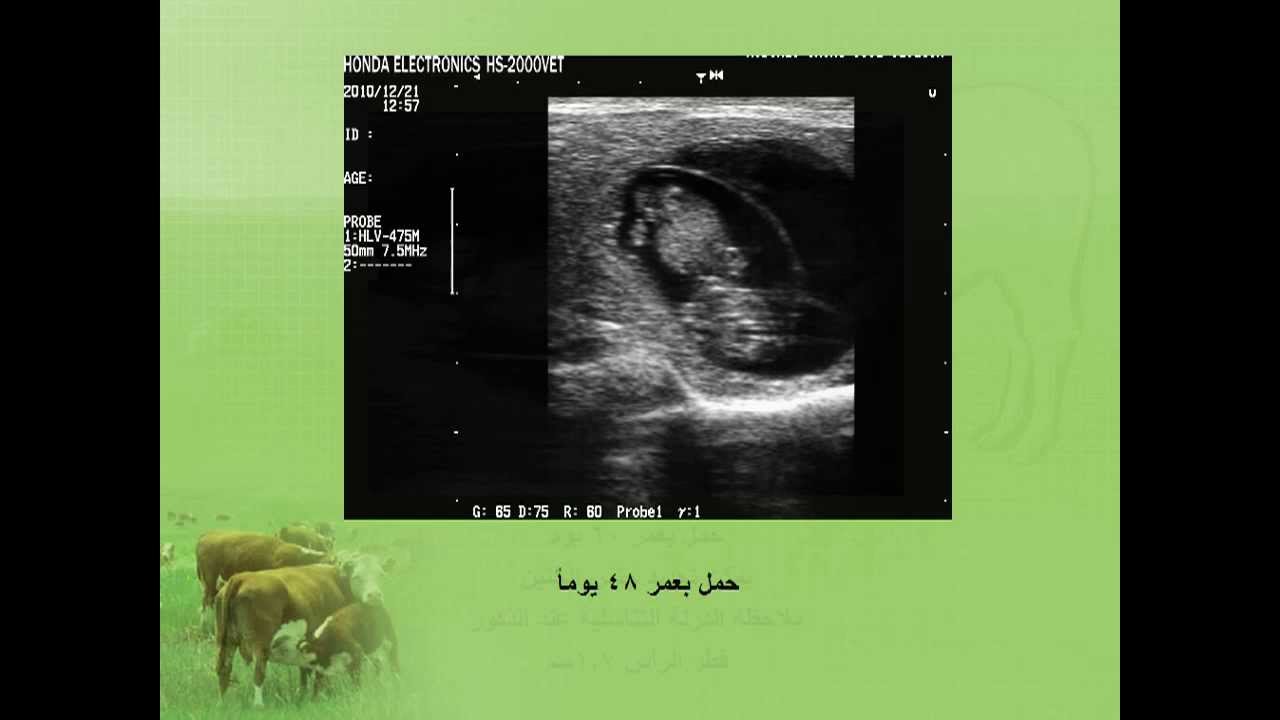 الكشف المبكر عن الحمل عند الأبقار باستخدام جهاز الأمواج فوق الصوتية